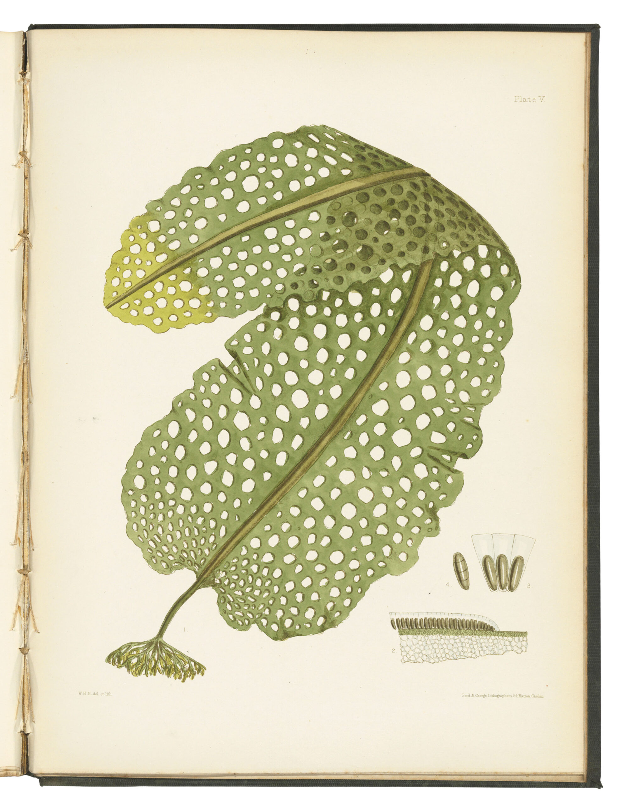 HARVEY, William (1811-1866)