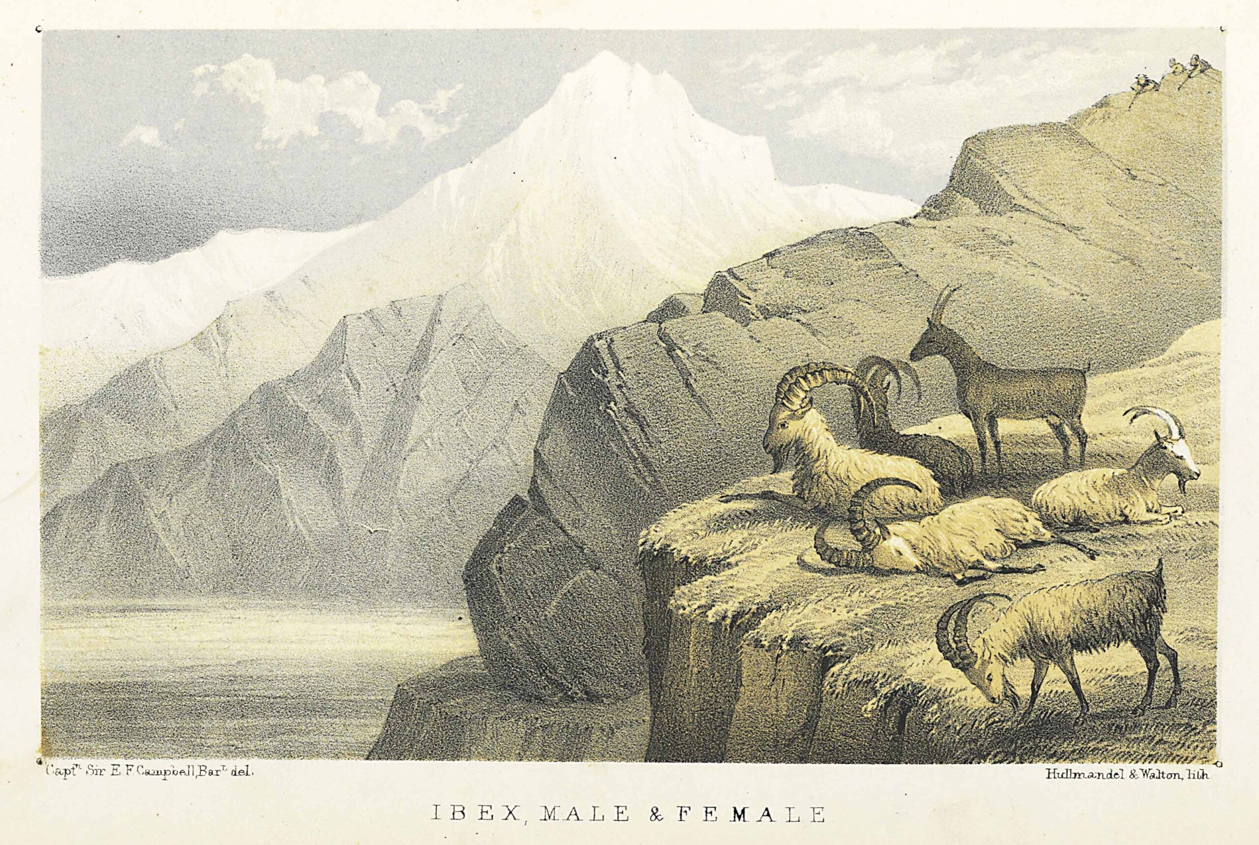 MARKHAM, Col. Frederick (1805-1855)